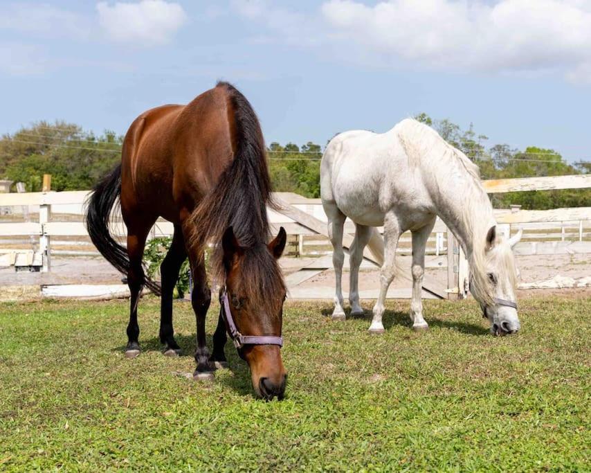 Appartamento Tampa Bay Oasis Tarpon Springs Esterno foto