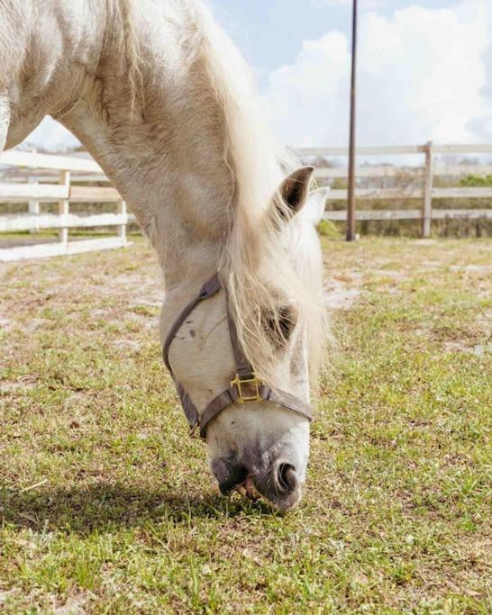 Appartamento Tampa Bay Oasis Tarpon Springs Esterno foto